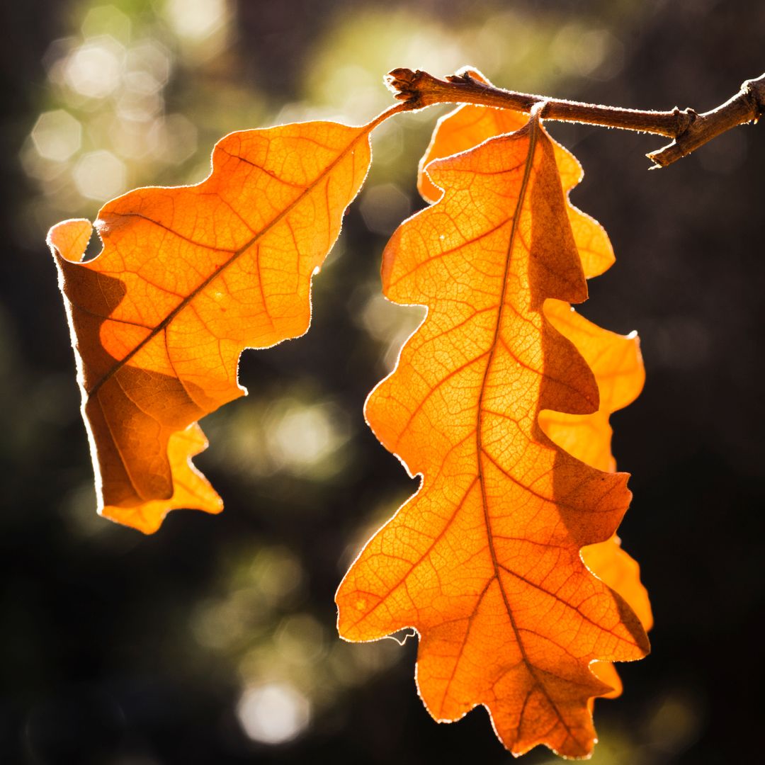 Autumn Oak Leaves